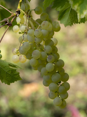 Cépages du Markgräflerland dans le sud de l'Allemagne. Pieds de vignes et grappes de raisin du terroir des collines de Tullingen