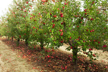 Trees with red apples ready to picked in orchard © Mariusz Blach