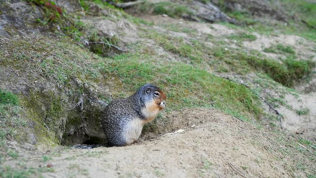 Columbian Ground Squirrel (Urocitellus Columbianus) At Burrow Entrance In Canada