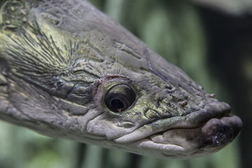 Head giant arapaima closeup in river
