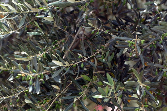 branches and leaves of olive tree with young fruits