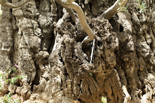 trunk and roots of the old olive tree