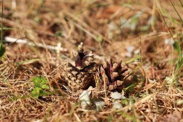 Pine tree cones