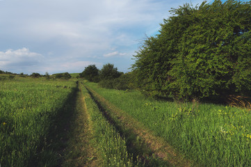 Evening landscape country road and tree against a blue sky with high clouds