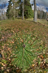 Fototapeta premium 96