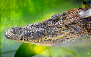crocodile in the farm of thailand zoo