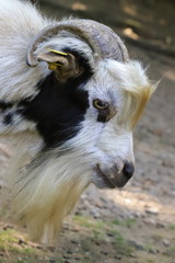 Capra, Goat