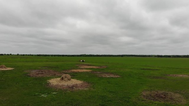 The drone flies foward and is gaining altitude. It flies over green pasture with some hay and straw on it. In the distance some horses can be seen.