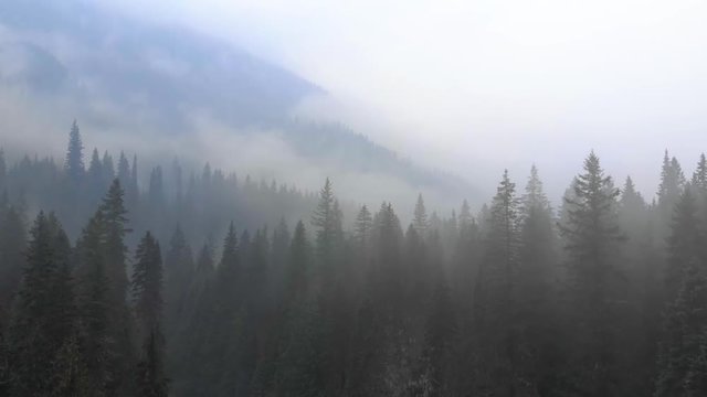 cedar forest in a rain and fog footage