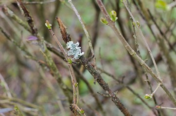 Branch of shrub with parasitic sponge.