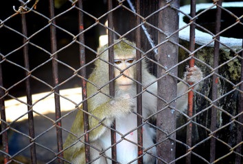 no freedom of monkey in the cage