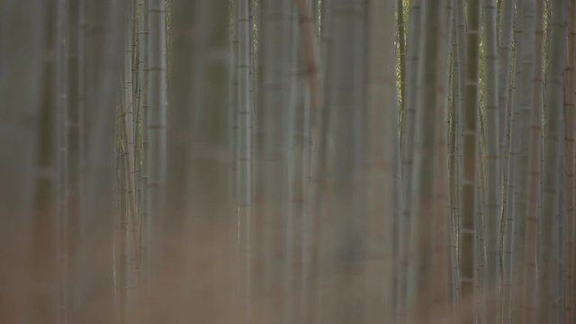 Arashiyama, bamboo forest in Kyoto. 25fps.