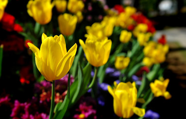 Yellow Tulip flower in the garden.