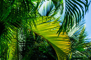 Grüne Palmenblätter angestrahlt von der Sonne, Guadeloupe