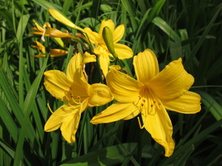 Yellow lillies