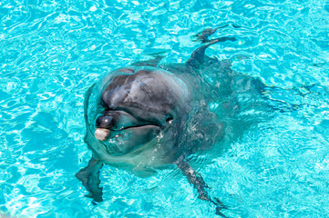 Neugieriger Delfin mit glänzender Schnauze © Michael