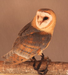 common barn owl ( Tyto albahead )