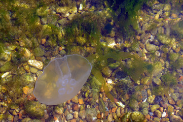 jellyfish