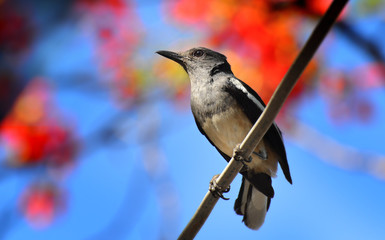 Oriental magpie robin bird.
