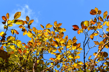 Yellow winter leafs and sky.