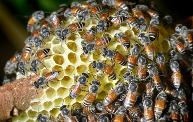 Group of honeybee working team