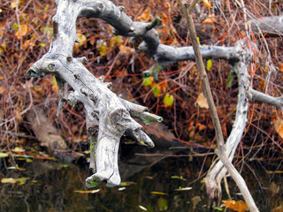 Dry snag near branch of wild grapes. Autumn