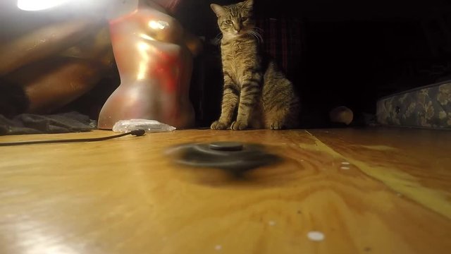 Cute cat sits and watches a fidget spinner spin on a hard wood floor in a dark apartment.