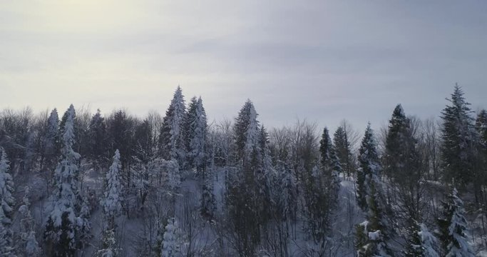 Aerial view: Beautiful winter forest, in the snow coniferous trees, flies between the trees