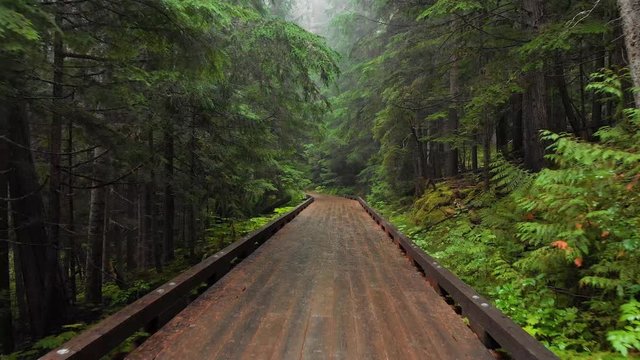 walkway in cedar forest
