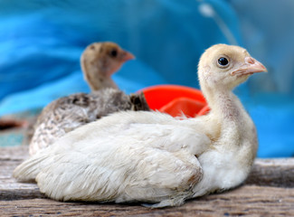 The young Turkey chicken sitting