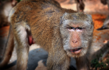 Obraz premium Thailand wild monkey.