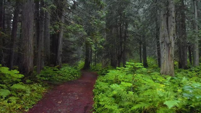path in the cedar forest 