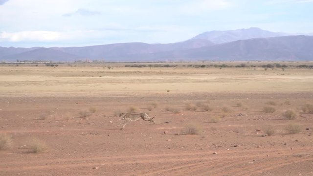 Cheetah runs fast in slow motion to hunt some animals in a national park of south africa.