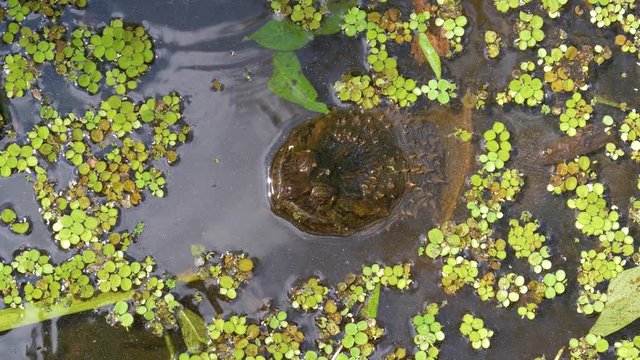 Snapping Turtle in swamp of Florida jungle. Snapping Turtle (Chelydra serpentina) monstrous head rising from water closeup. Florida, USA. Close up of a Snapping Turtle poking its head out of water.