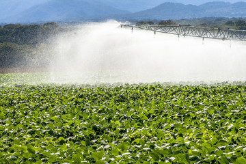 irrigation system watering a farm field of soy, in Brazil