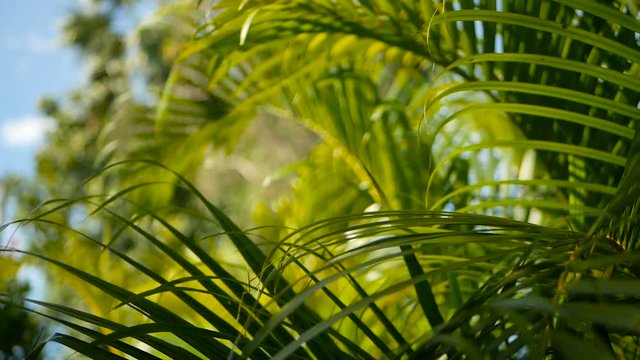 Blur tropical green palm leaf with sun light, abstract natural background with bokeh. Defocused Lush Foliage, veines, striped exotic fresh juicy leaves in shadow. Ecology, summer and vacation concept.