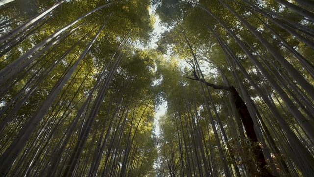 Arashiyama, bamboo forest in Kyoto. 25fps.