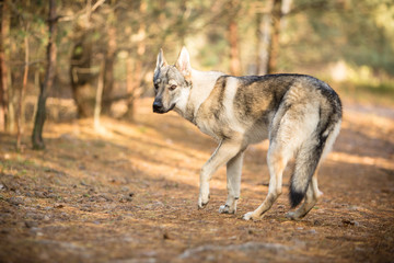 Czechoslovak wolfdog