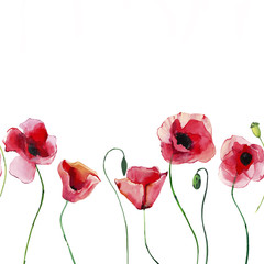 Wonderful lovely bright summer autumn herbal floral red poppies flowers with green leaves watercolor hand illustration. Perfect for greetings card, textile, wallpapers, banners
