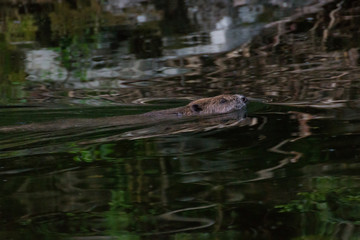 Fototapeta premium Castor