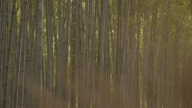 Arashiyama, bamboo forest in Kyoto. 25fps.