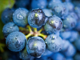 Blaue Weintrauben Macro mit Wassertropfen