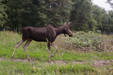 Male elk with horns in the reserve at the edge of the forest.