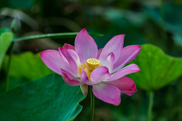 Sacred Lotus