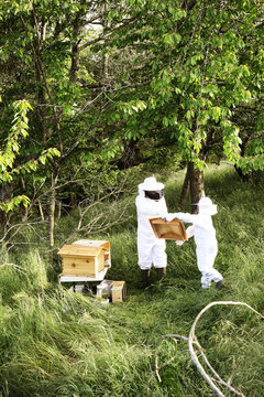 Parent and child beekeepers..