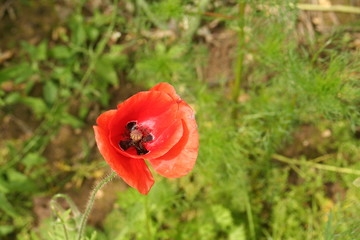 poppy