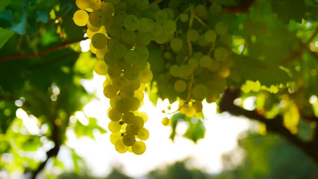grapes detail shot strong light flares summer day