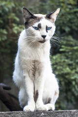 A domesticated ginger cat sits on a wall outdoors