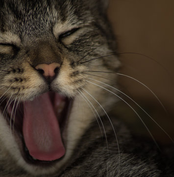 gato bostezo