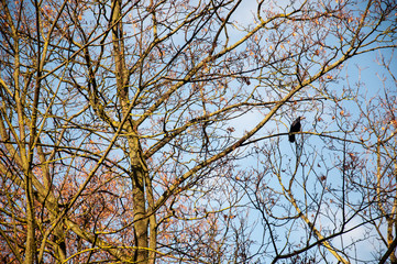 Golden autumn in Minsk, Belarus